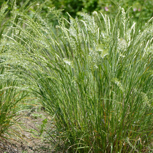 Seed Blend: Garry Oak Ecosystem Grasses
