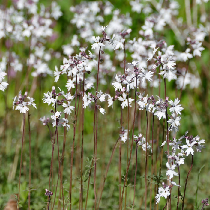 Lithophragma parviflorum (Small-flowered Woodland Star)