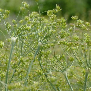 Lomatium nudicaule (Barestem Desert-parsley)