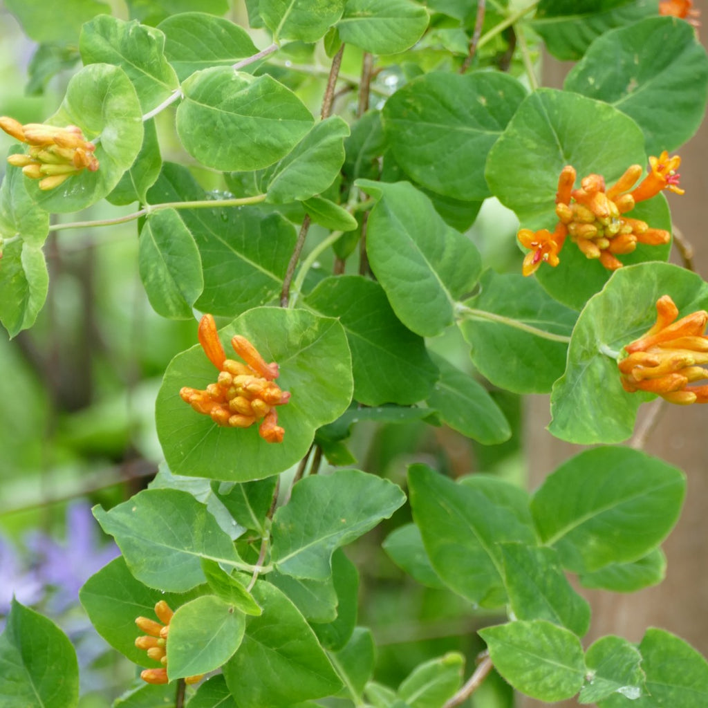 Lonicera ciliosa (Orange Honeysuckle)