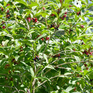 Lonicera involucrata (Black Twinberry)