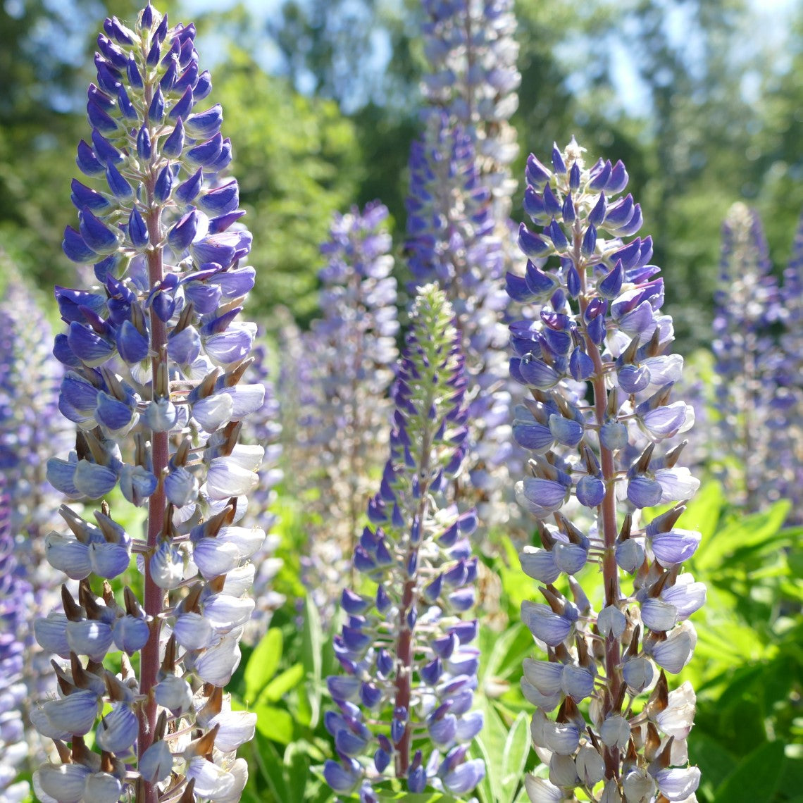Leqtique EVR Lupinus HD Lupins lakeside - Wallpaper