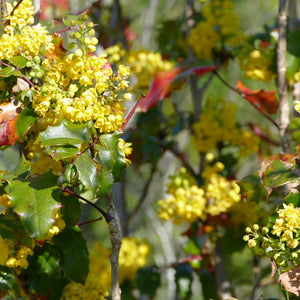 Berberis aquifolium (Tall Oregon-grape)