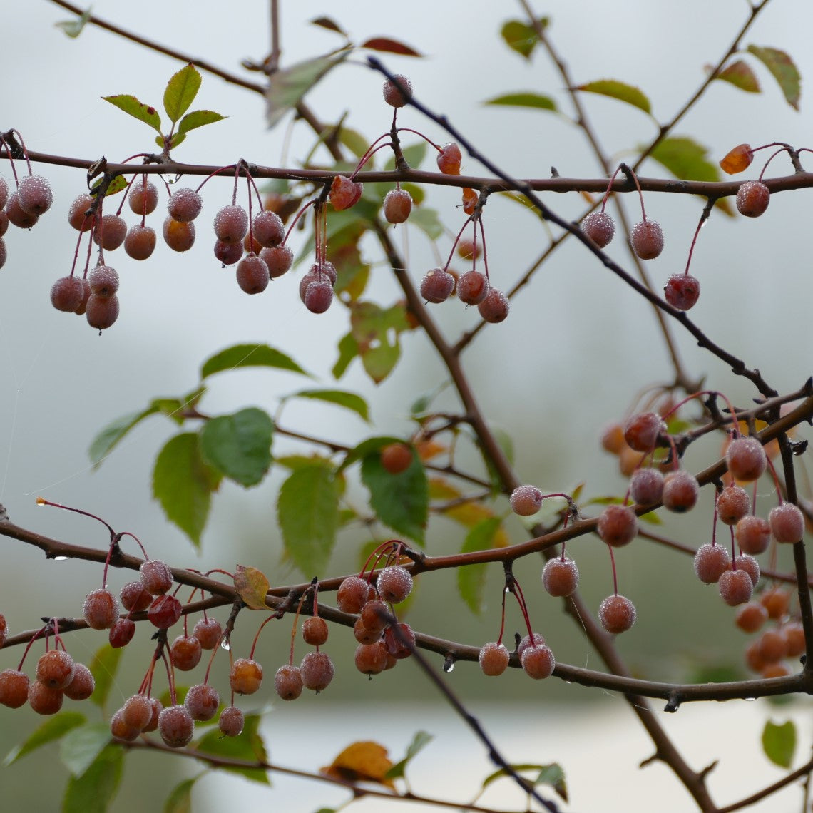 Malus fusca (Pacific Crabapple) – Satinflower Nurseries