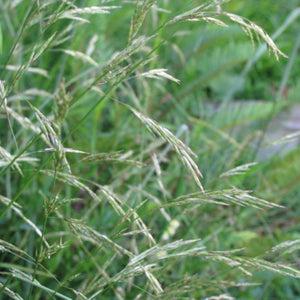 Melica subulata (Alaska Oniongrass)