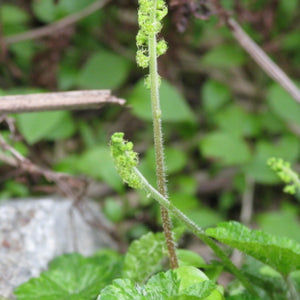 Pectiantia ovalis (Oval-leaved Mitrewort)