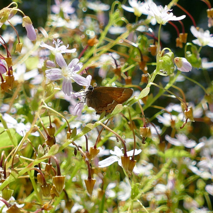 Montia parvifolia (Small-leaved Montia)