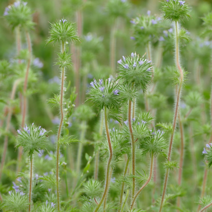 Navarretia squarrosa (Skunkweed)