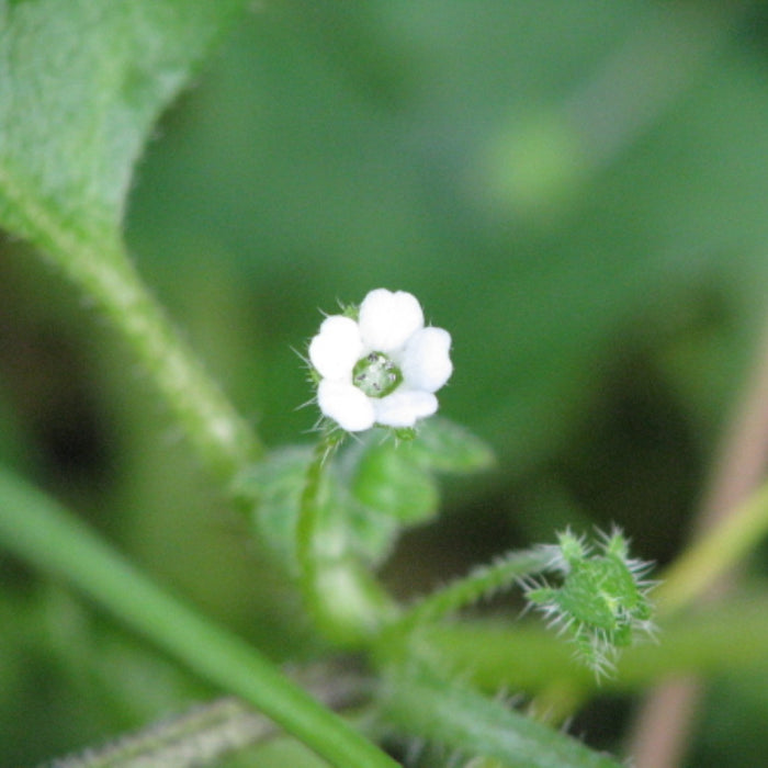 Nemophila parviflora (Small-flowered Nemophila)