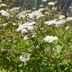 Oenanthe sarmentosa (Pacific Water-parsley)
