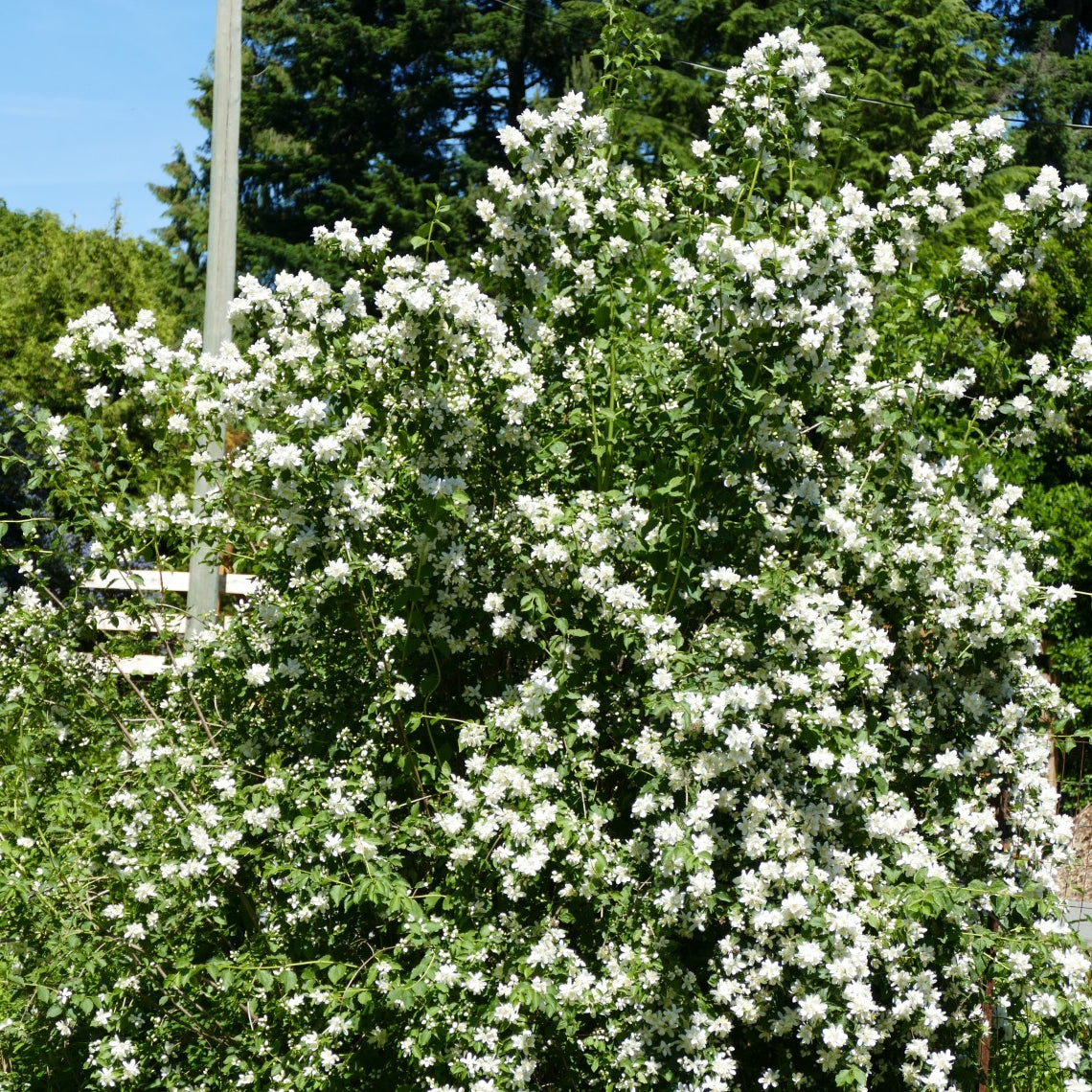 Philadelphus lewisii (Mock Orange) - Main Image