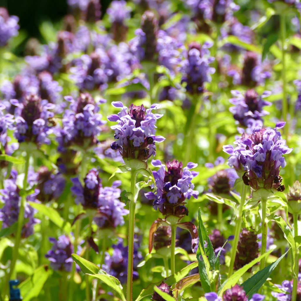 prunella vulgaris plant Prunella vulgaris ssp. lanceolata (Self-heal)