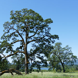 Quercus garryana (Garry Oak)