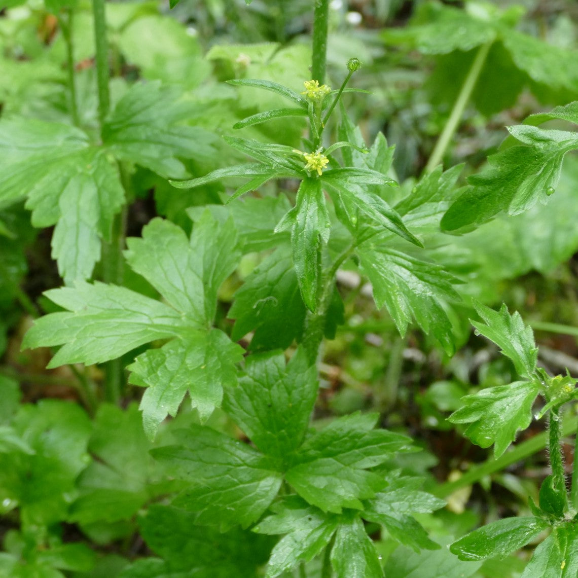 Local Ranunculus Ranunculus uncinatus (Little Buttercup) – Satinflower Nurseries
