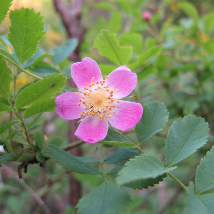 Rosa gymnocarpa (Baldhip Rose)