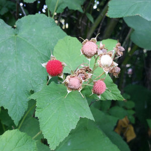 Rubus parviflorus (Thimbleberry)