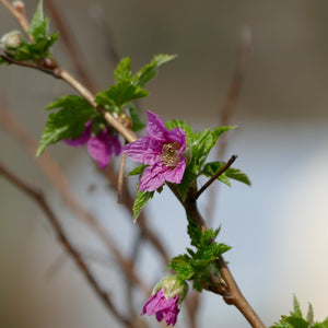 Rubus spectabilis (Salmonberry)