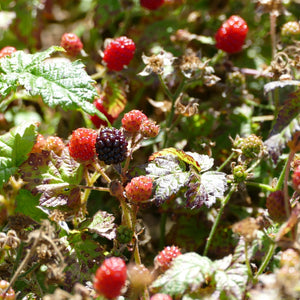Rubus ursinus (Trailing Blackberry)