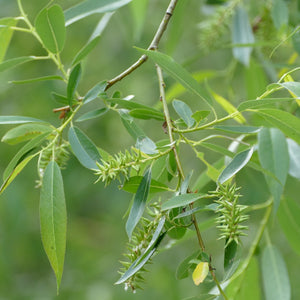 Salix lasiandra (Pacific Willow)
