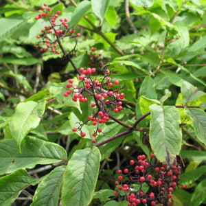 Sambucus racemosa (Red Elderberry)