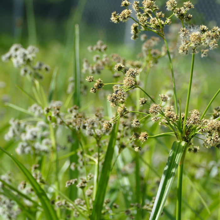 Small Bulrush Scirpus microcarpus (Small-flowered Bulrush) – Satinflower Nurseries