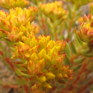 Sedum lanceolatum (Lance-leaved Stonecrop)