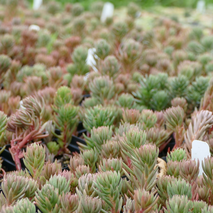 Sedum lanceolatum (Lance-leaved Stonecrop)