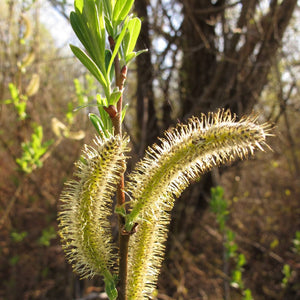 Salix sitchensis (Sitka Willow)