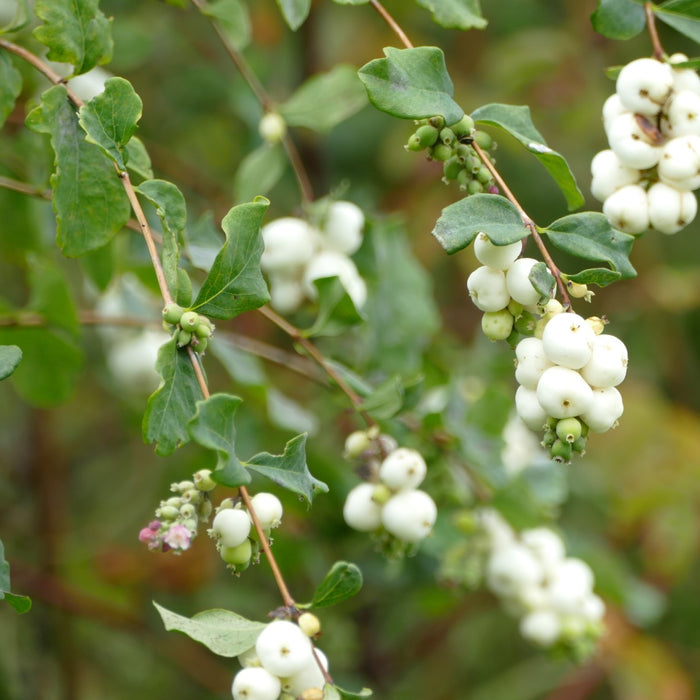 Symphoricarpos albus (Common Snowberry)
