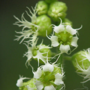 Tellima grandiflora (Fringecup)