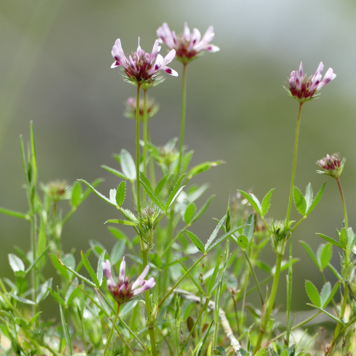 クローバーです Trifolium willdenovii (Tomcat Clover)