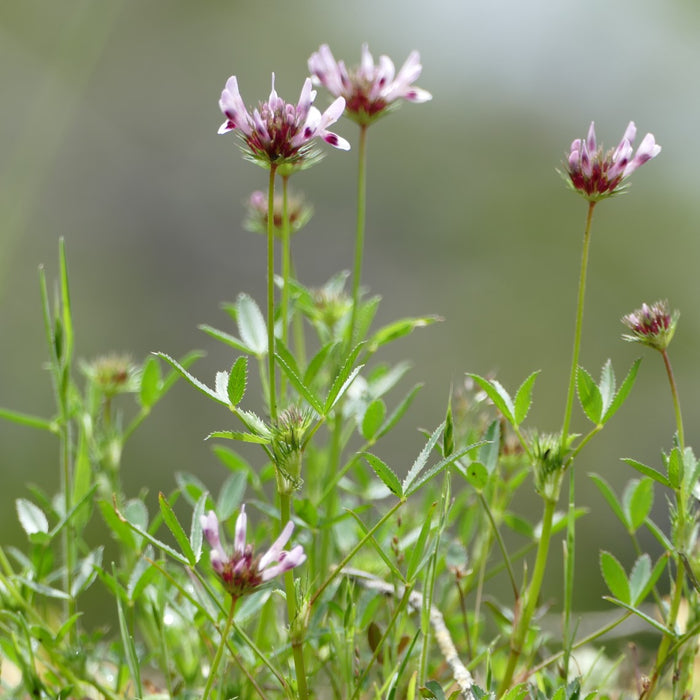 Trifolium willdenovii (Tomcat Clover)