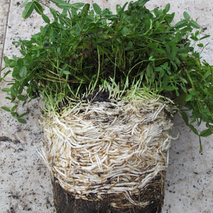 Trifolium wormskioldii (Springbank Clover)