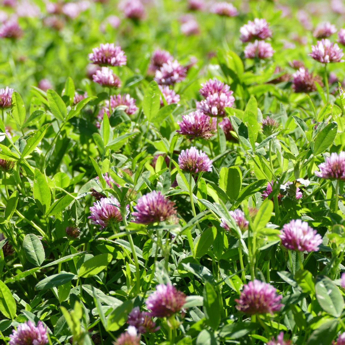 Trifolium wormskioldii (Springbank Clover)