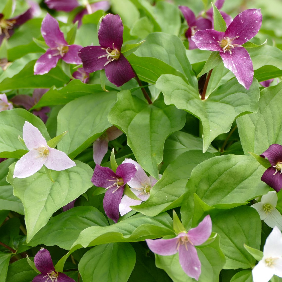Trillium ovatum (Western Trillium) – Satinflower Nurseries