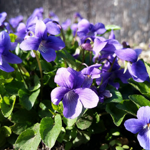 Viola adunca (Early Blue Violet)